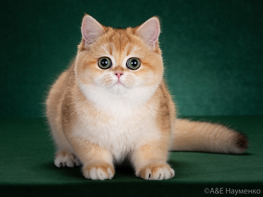 Котёнок 1
